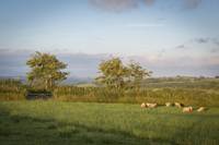 Grass Pitch