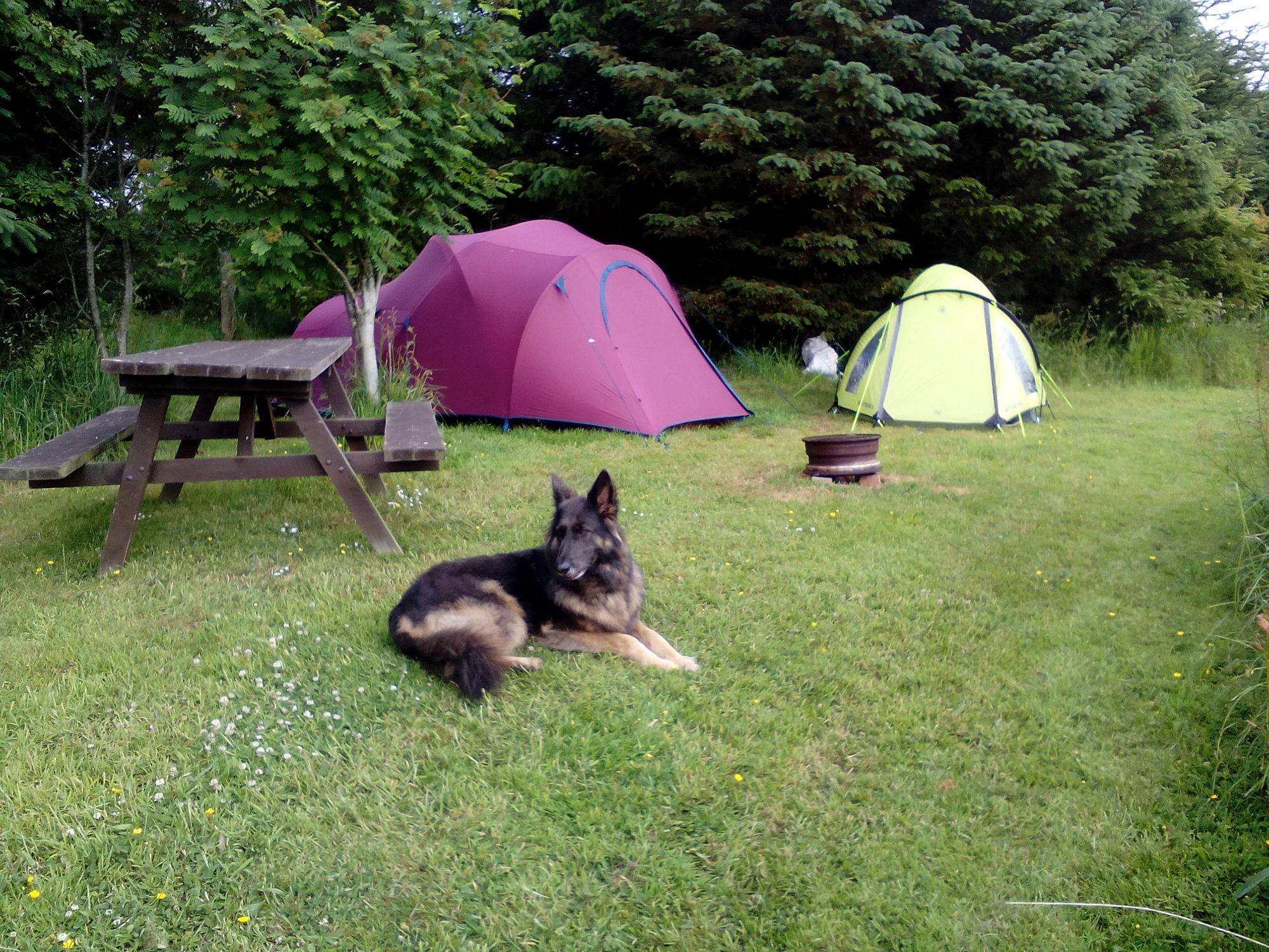 The best dog-friendly campsites in Scotland