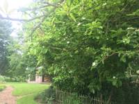 Laurel POD