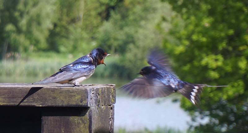 Silverbird Airstream Caravan