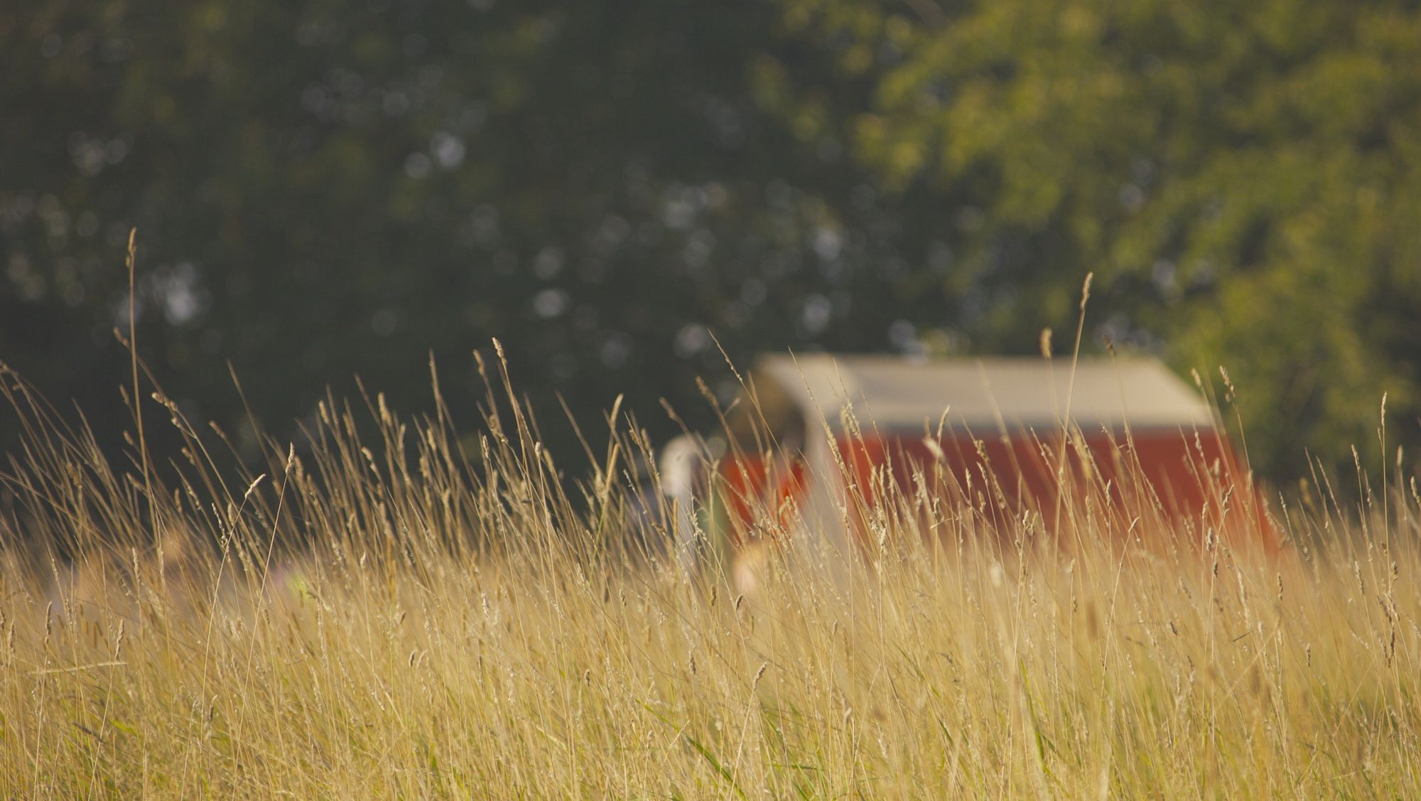 Glamping in The Broads – Glamping in the Norfolk & Suffolk Broads