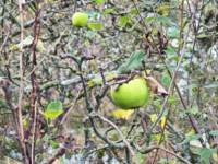 Orchard Private Camping