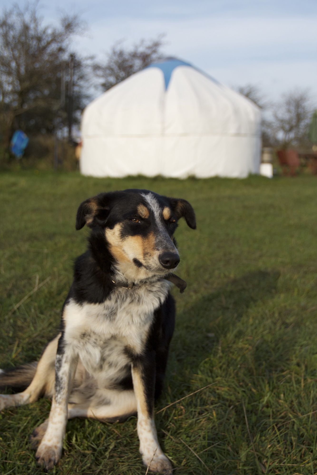 The best dogfriendly campsites in Cornwall Cool Camping