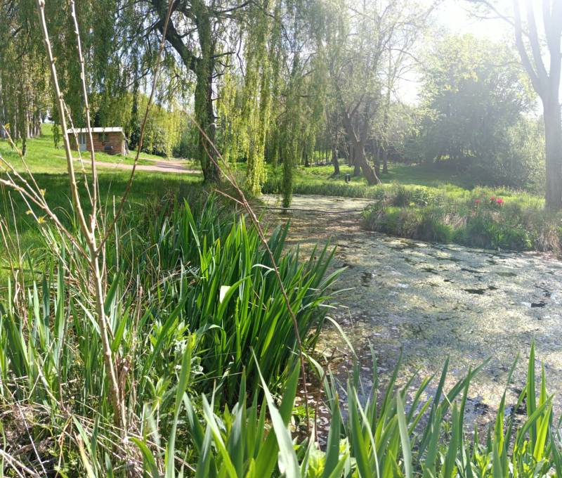 Willow View - Nearly-wild, woodland pitch