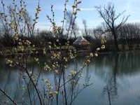 Rainbow Trout Bell Tent