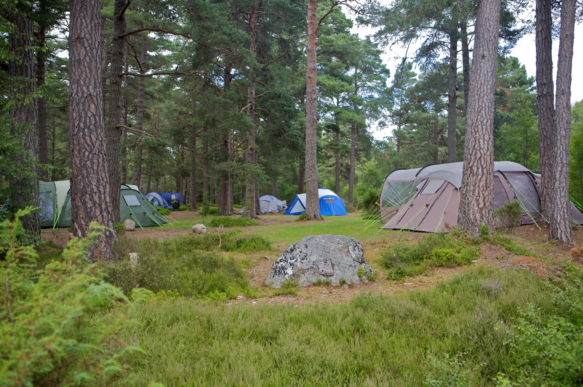 20++ Forest Camping Cumbria