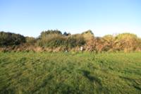 Grass electric pitch A6