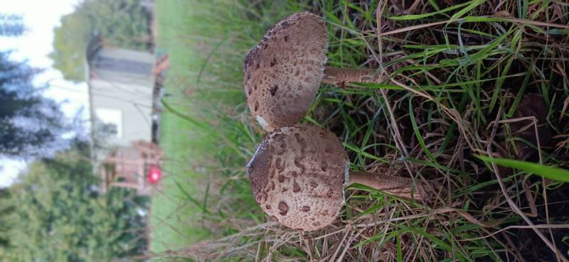 Wharton Shepherd's Hut