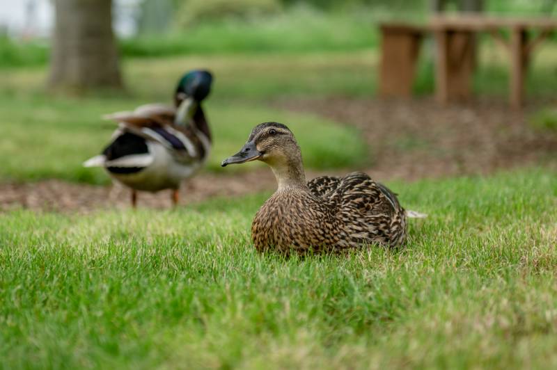 Lakeside Nuthatch Cabin