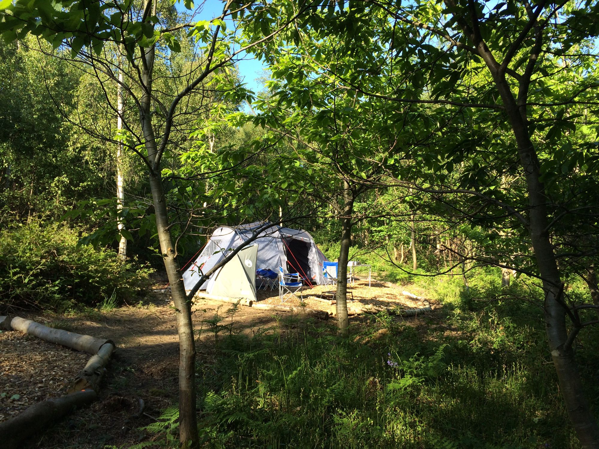 Group Forest Tent Pitch at Beech Estate Campsite Cool Camping