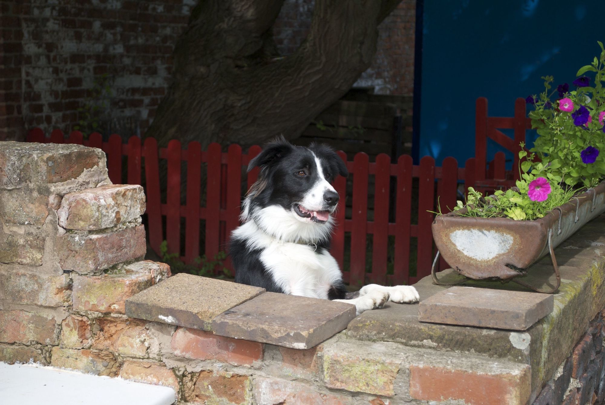 Dog Friendly Campsites – Campsites Where Dogs Are Welcome – Cool Camping