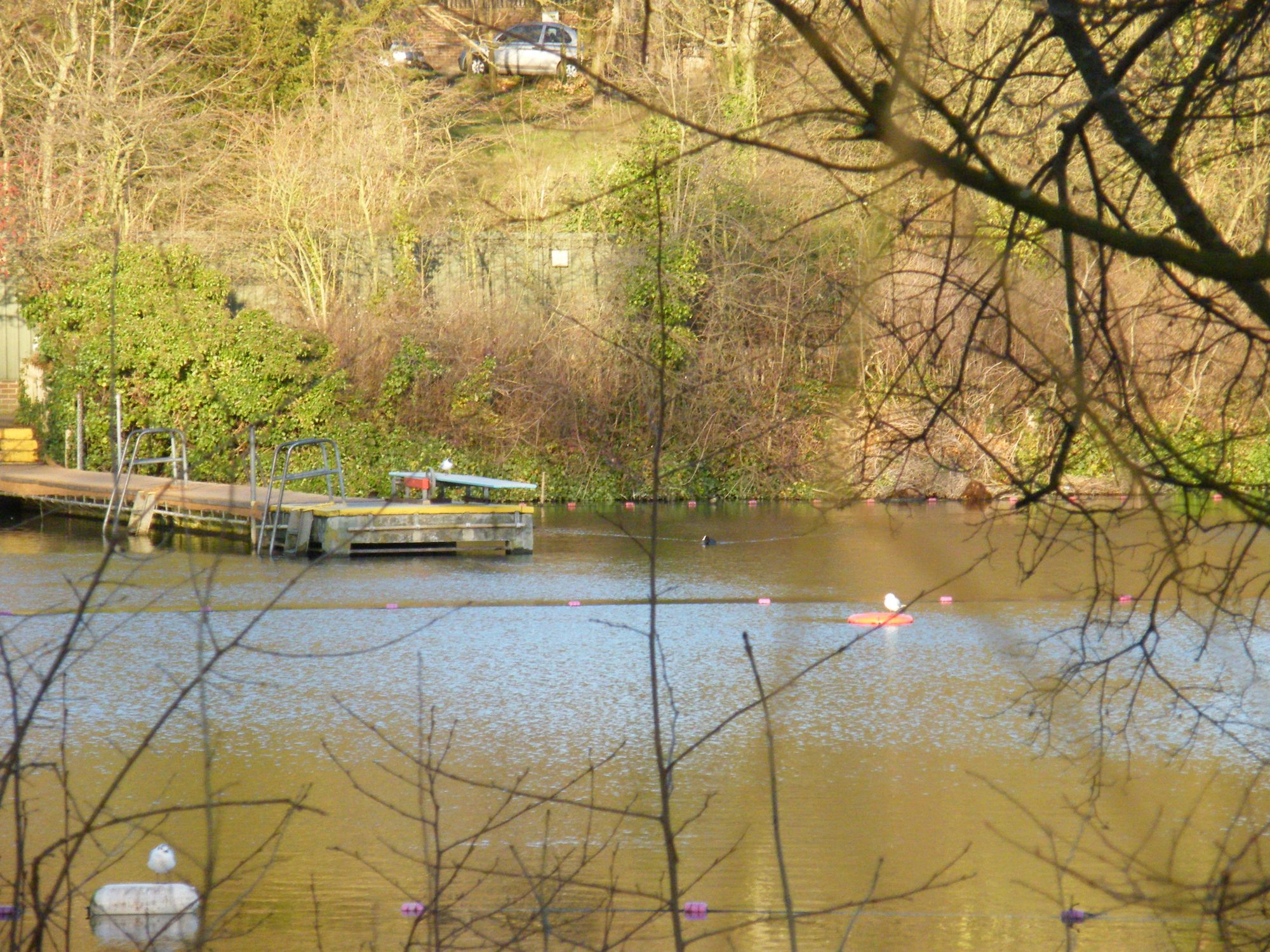 can dogs swim in hampstead ponds