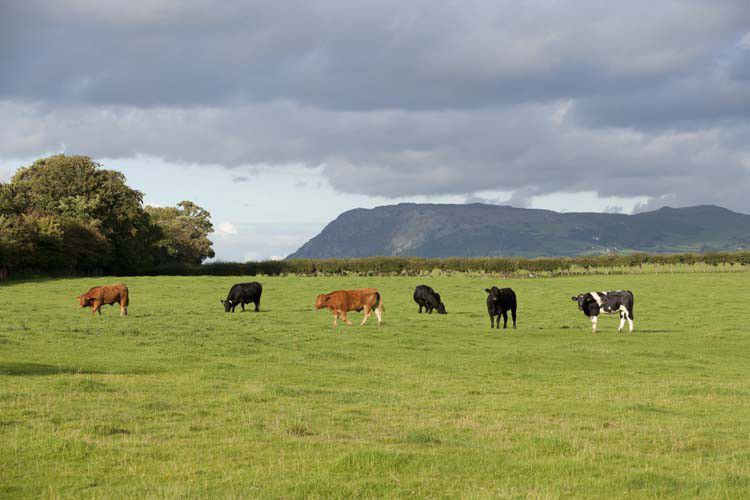 Campsites in Bangor