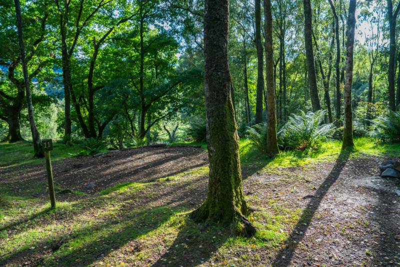 Woodland Tent Pitch 11 (3.5m x 3.5)