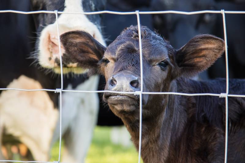 Family-friendly safari tent 