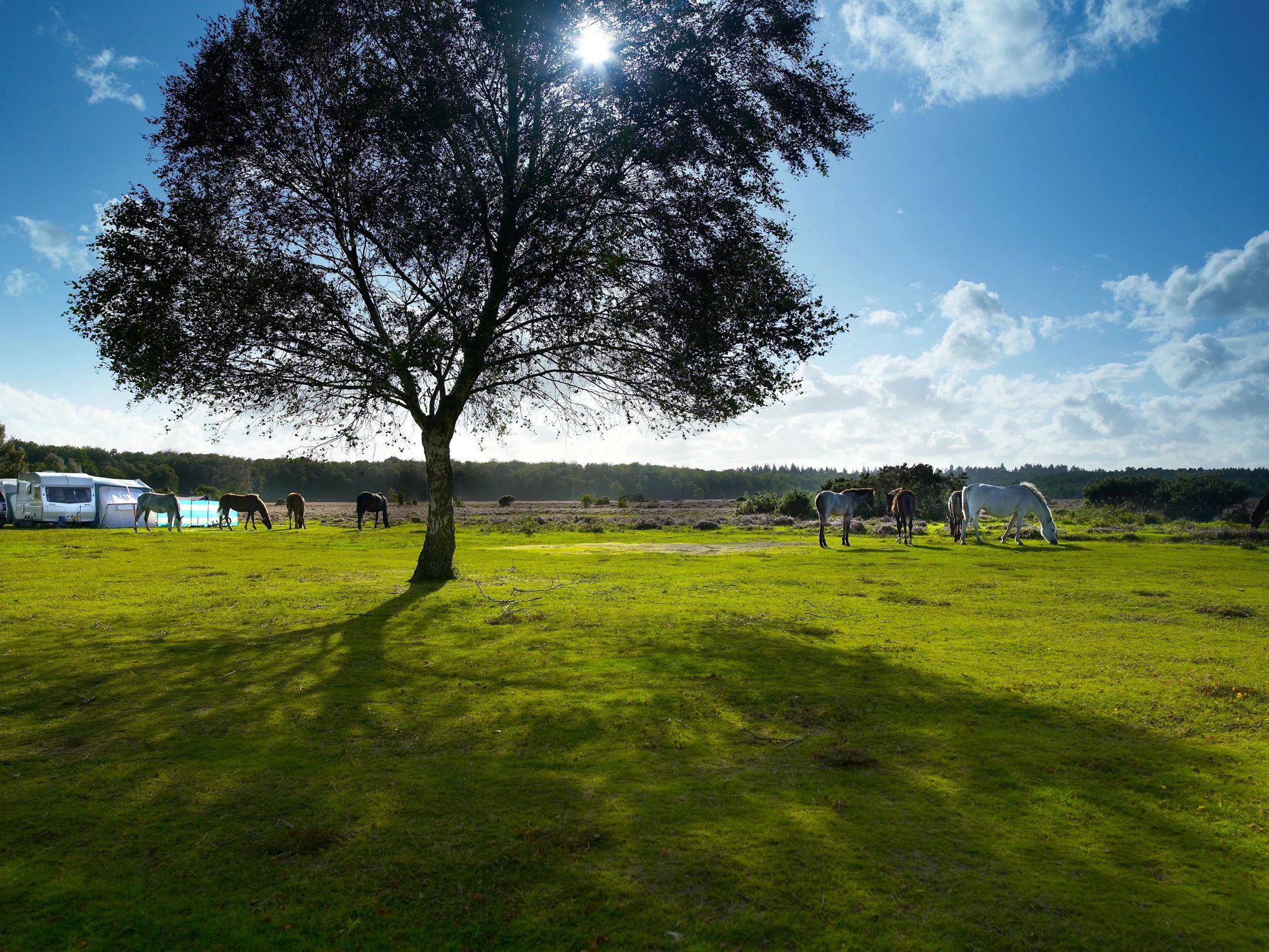 New Forest Campsites Map Campsites In The New Forest | Top Camping Sites In The New Forest National  Park