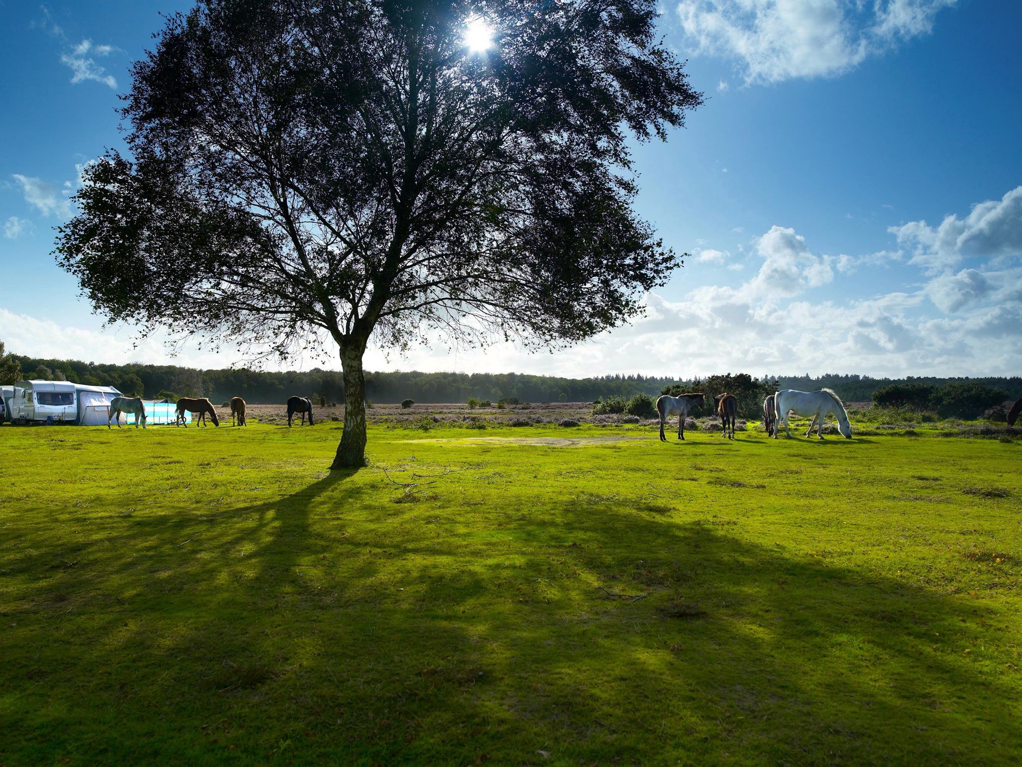 Campsites In Hampshire Camping Locations In Hampshire And The New Forest Cool Camping