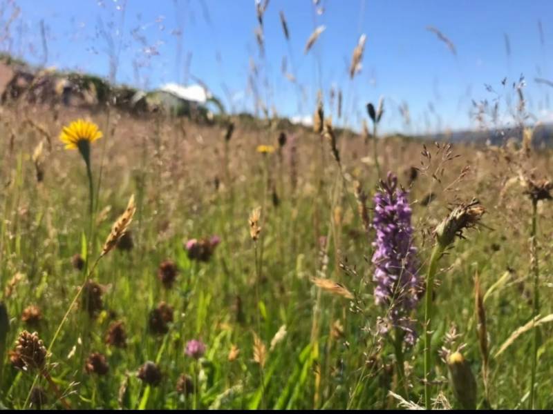 Van Pitch - Lower Meadow