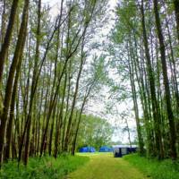 Campervan Pitch