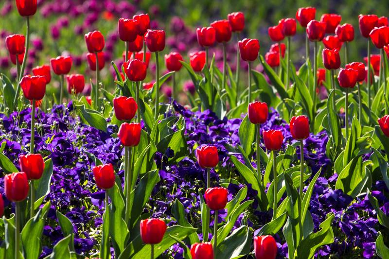 10 Top Gardens for National Gardening Week