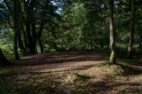 Woodland Tent Pitch 2 (3.5m x 3.5m)