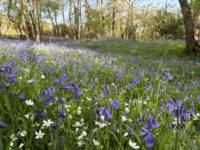 Meadow Pitch