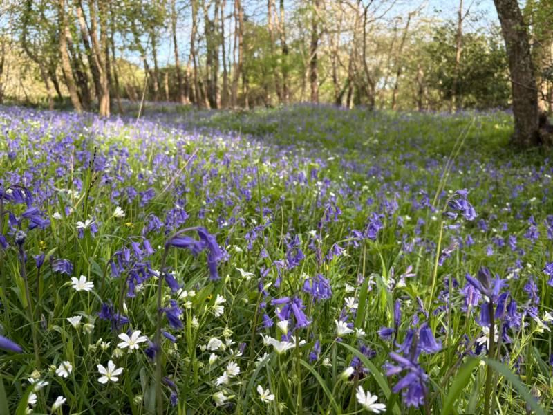 Meadow Pitch