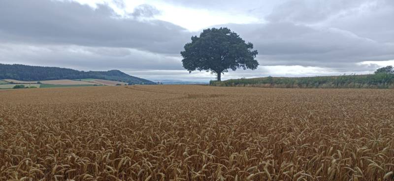 Wharton Shepherd's Hut