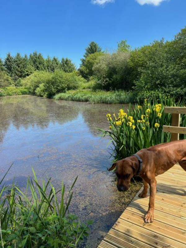 Camping Pitch for 1 Campervan