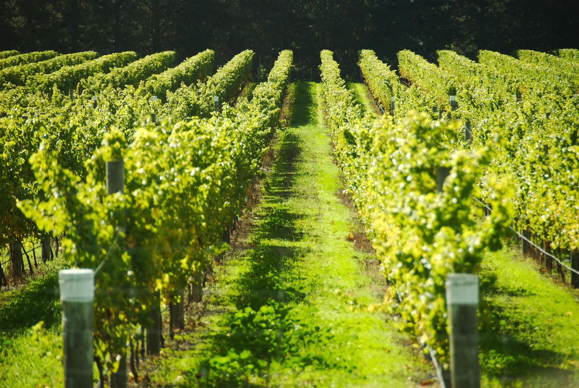 Loire Valley vineyard in summer
