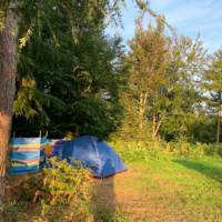 Woodland Meadow Pitch