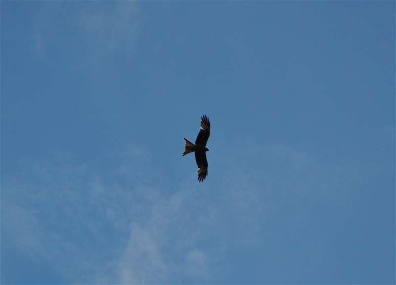 Red kites at Watlington Hill
