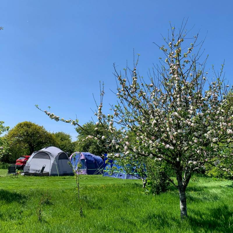 Dog Friendly Camping for 1-6 people