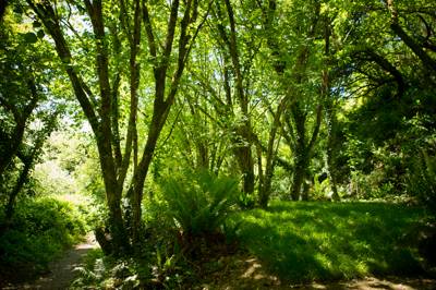 Lake Woods 2 - Wild Camping - Private Pitch