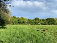 Hazel Grass Pitch 2