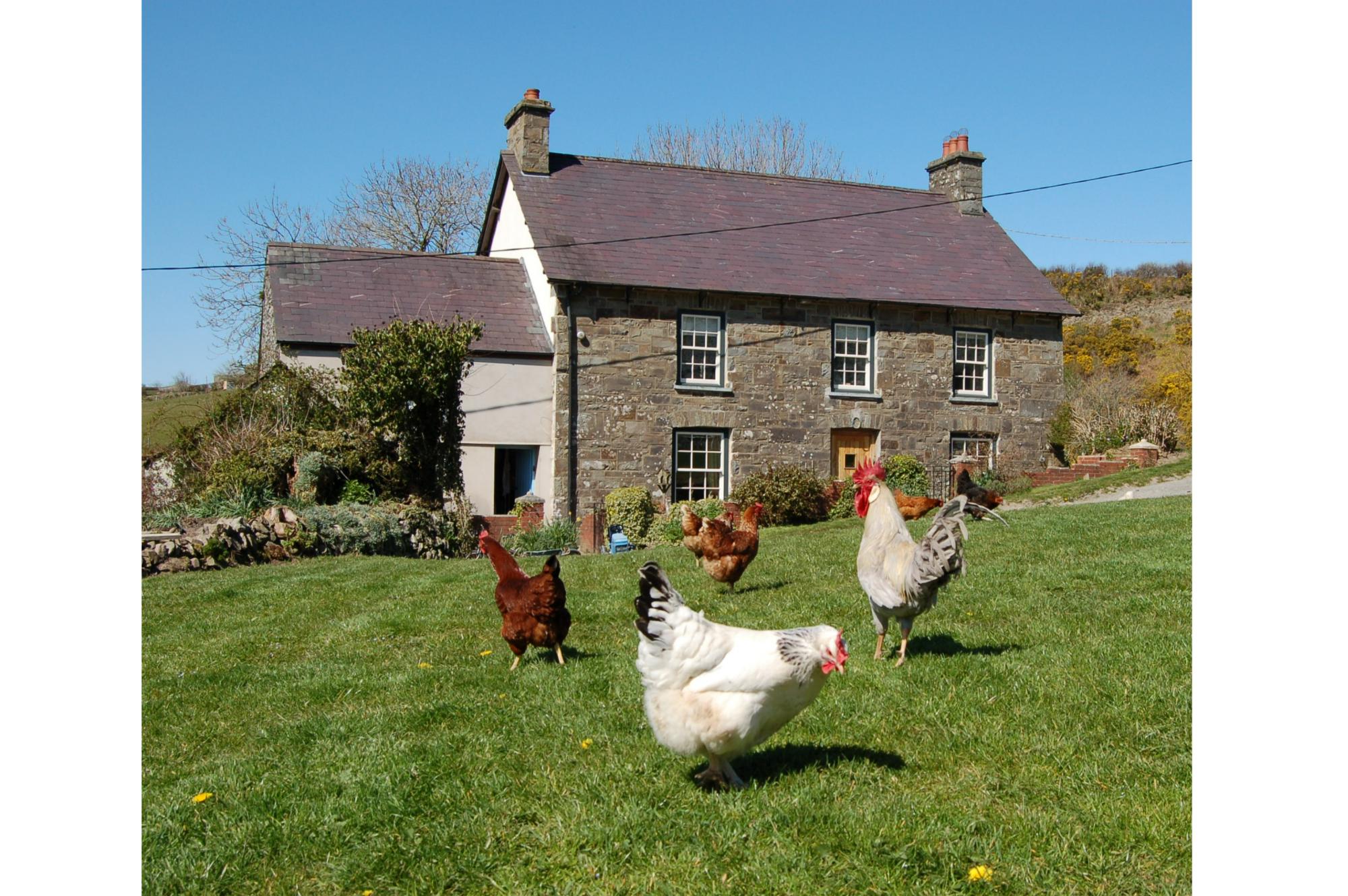 Nantgwynfaen Organic Farm Camping