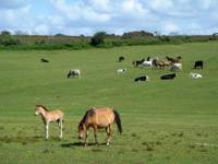 New forest. Нью Форест. Парк New Forest. Нью Форест лисы. The New Forest National Park animals.