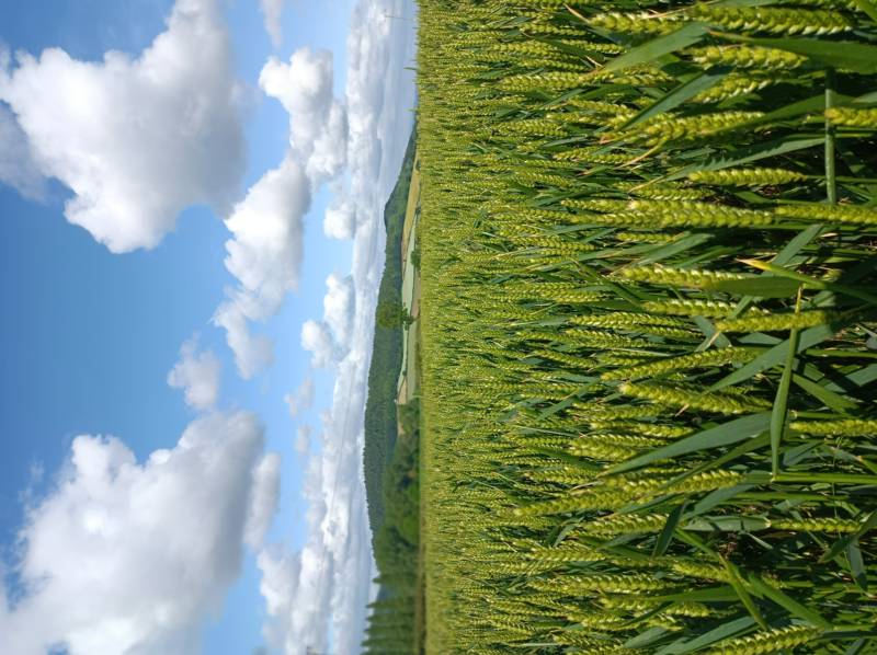 Wharton Shepherd's Hut