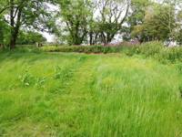The Glade