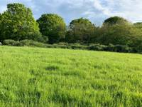 Elder Grass Pitch