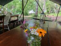 Robin Tipi