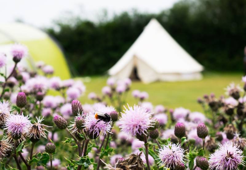 Trelispen Caravan & Camping Park Gorran, St Austell, Cornwall PL26 6NR