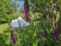 5m Bell Tent 'Butterfly'