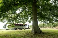 Oak Tree