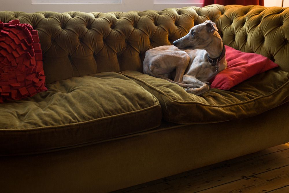 Dog-friendly B&Bs - Cool Places To Stay In The UK