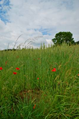 La Petite Maison Cottage