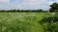 Standard Grass Pitch