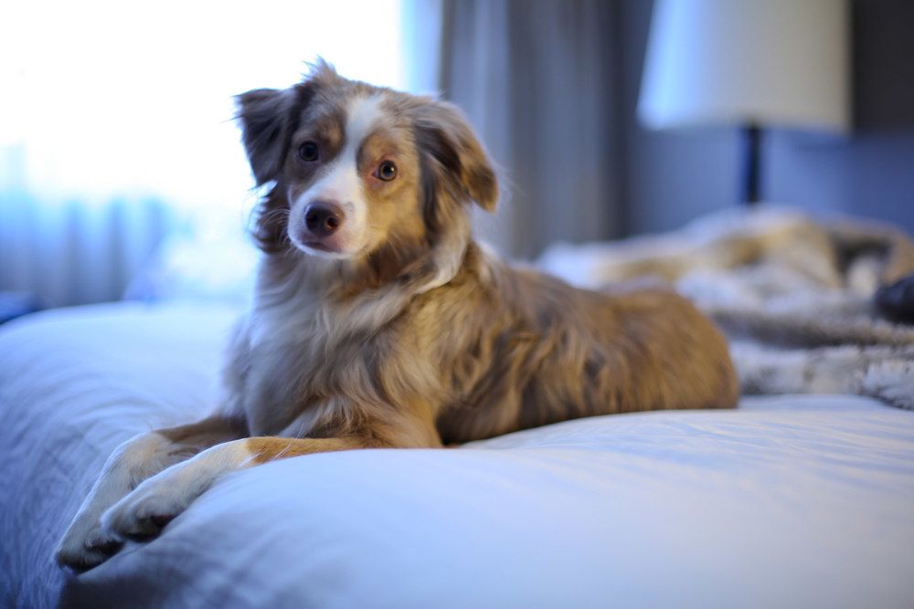 Dog-friendly hotels - Cool Places to Stay in the UK
