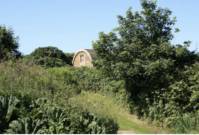 Burdock