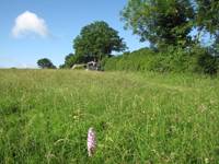 Anderida Shepherds Hut
